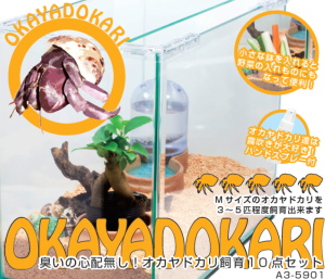 臭いの心配無し！オカヤドカリ飼育１0 点セット
